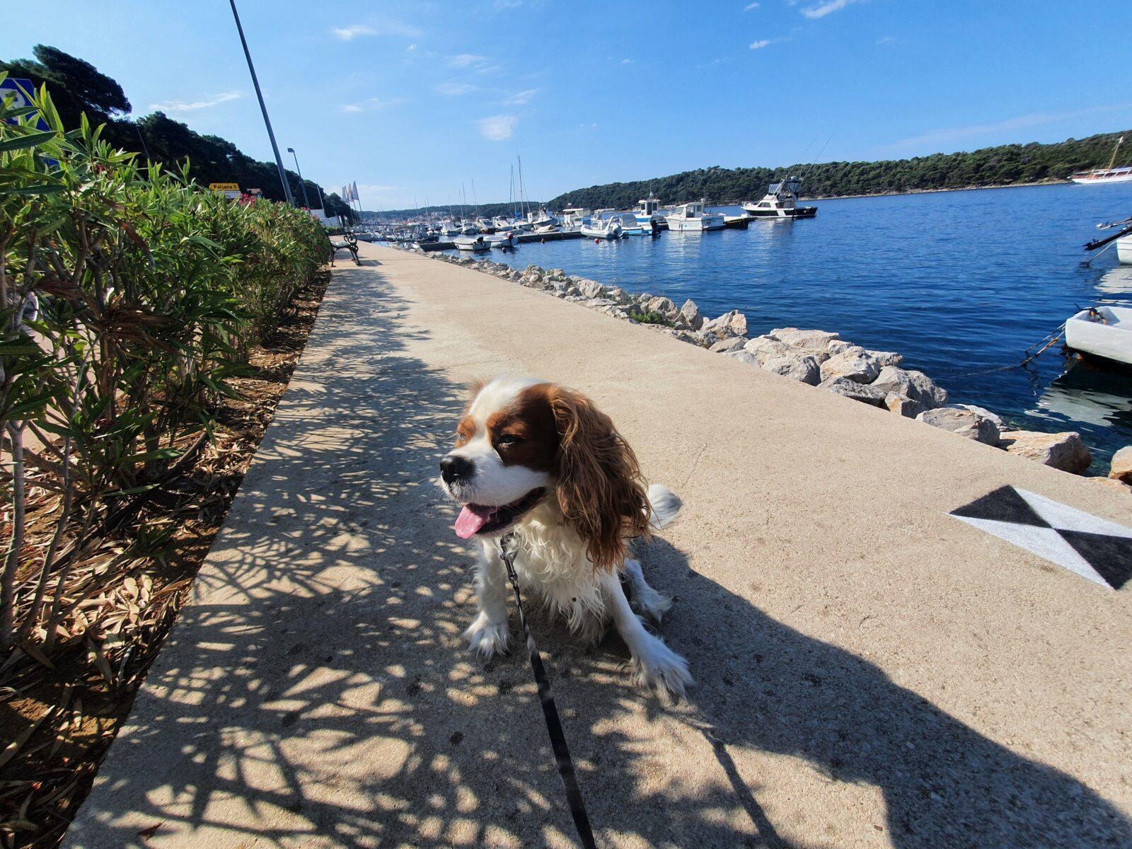 Guest House Lara Dog Walk