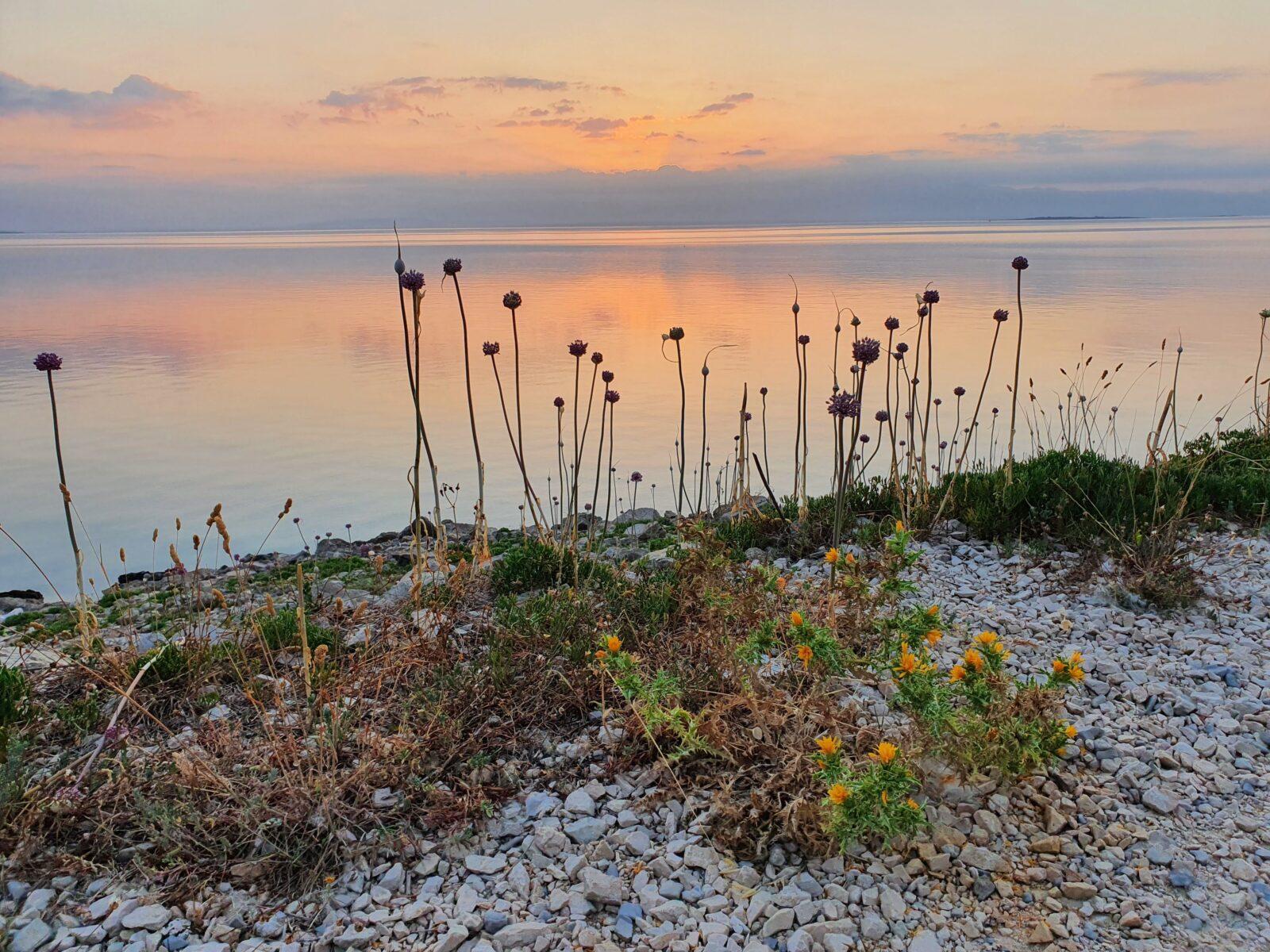 Onions Sunrise Mali Losinj