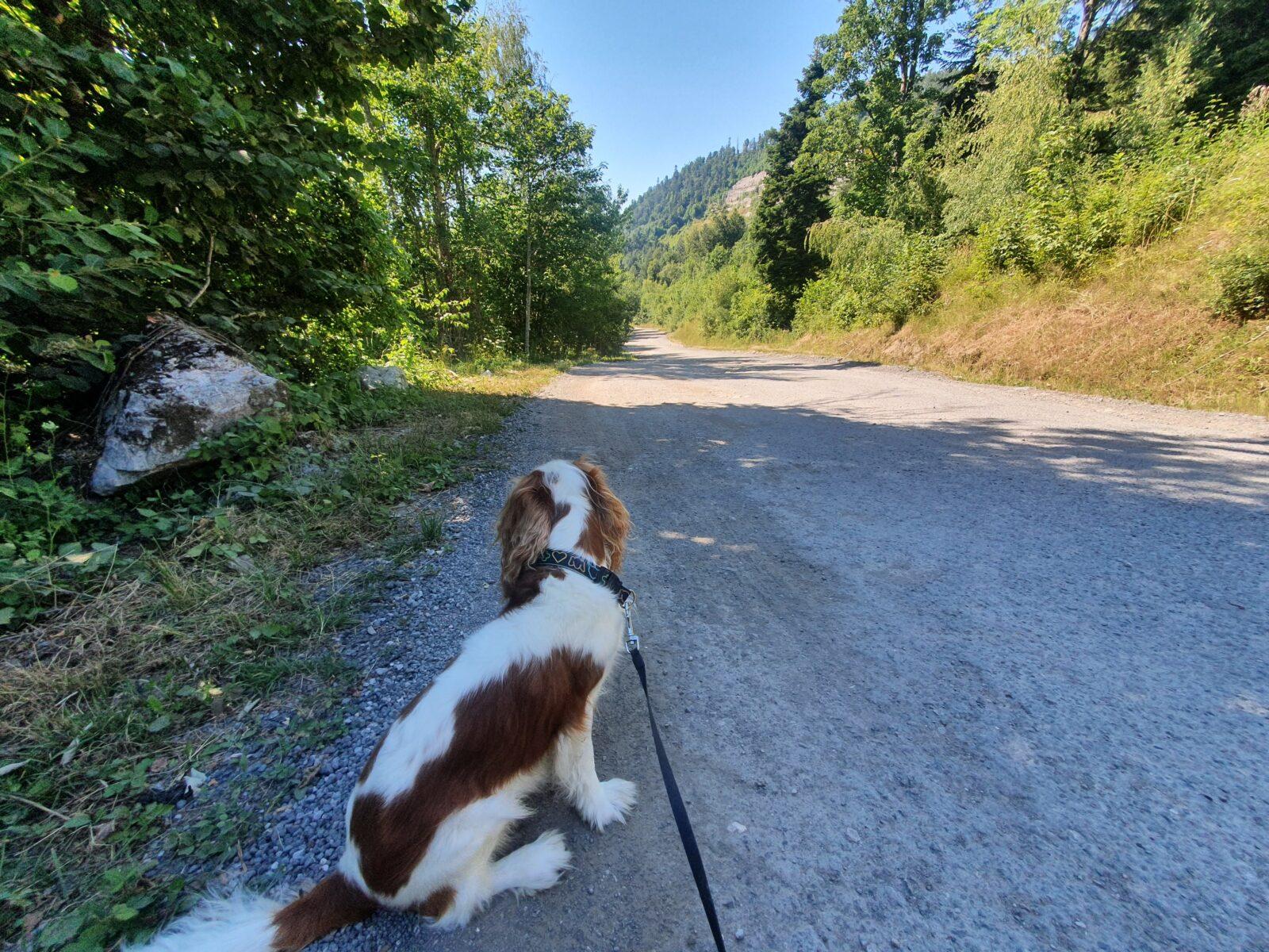 Walkies