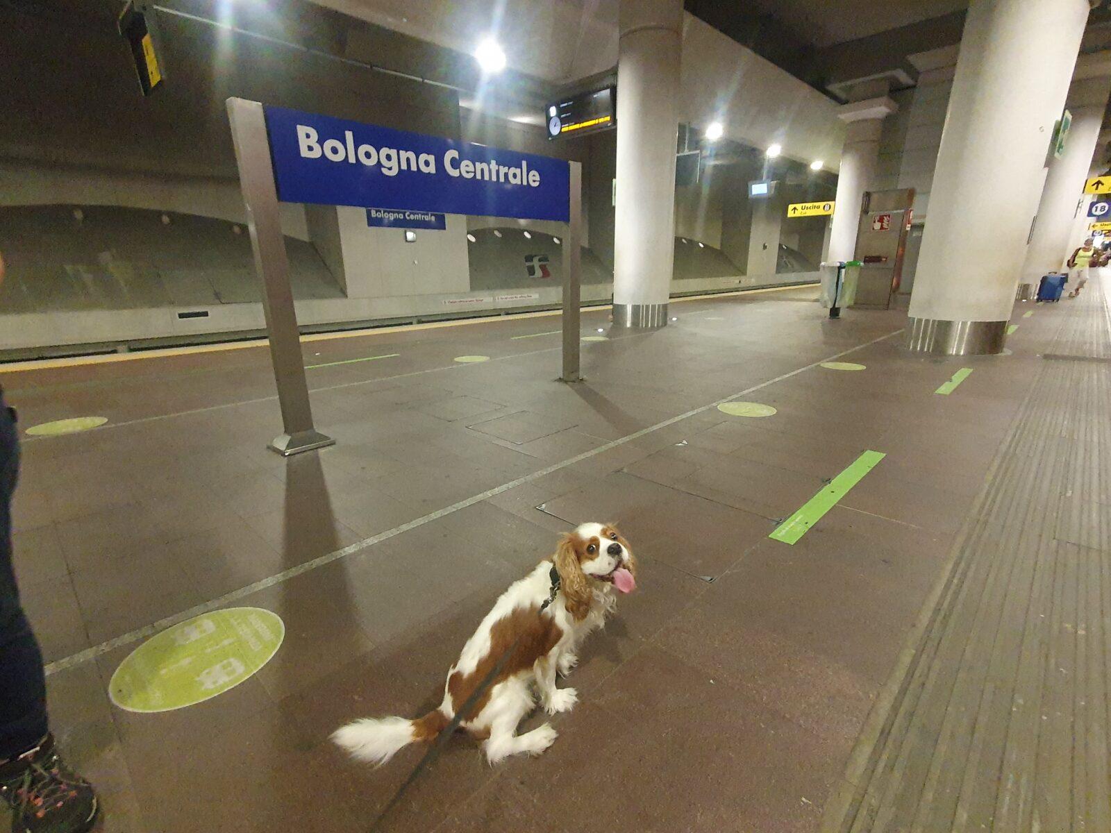 Train travel with a dog in Europe