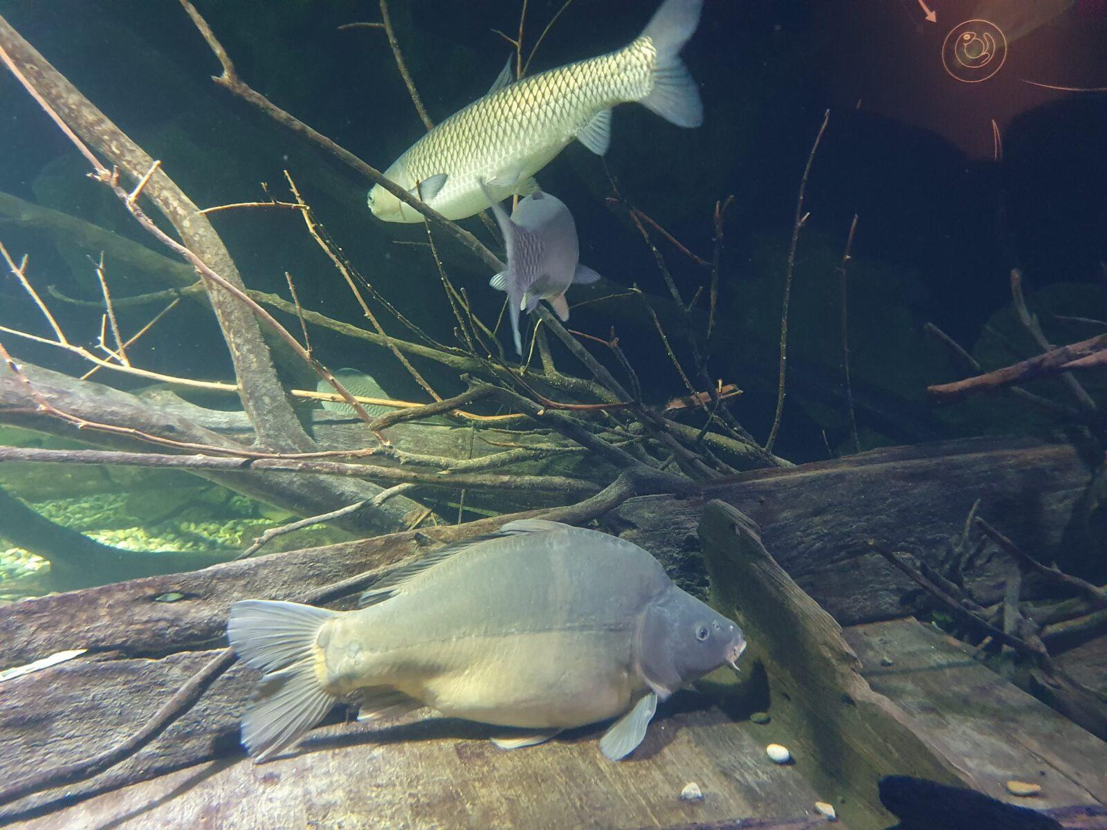 Aquatika Carp