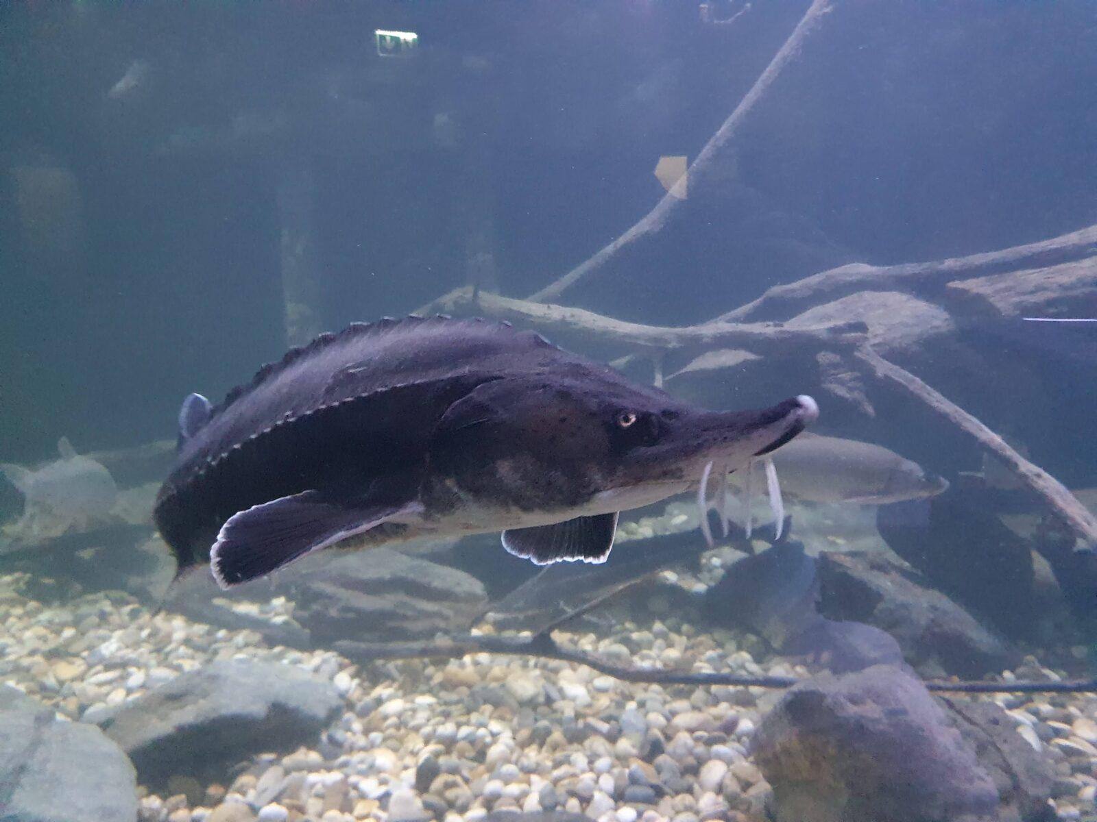 Aquatika Fish