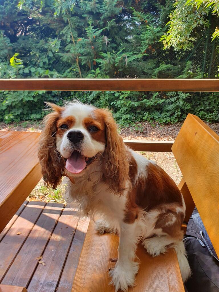 Dog Friendly