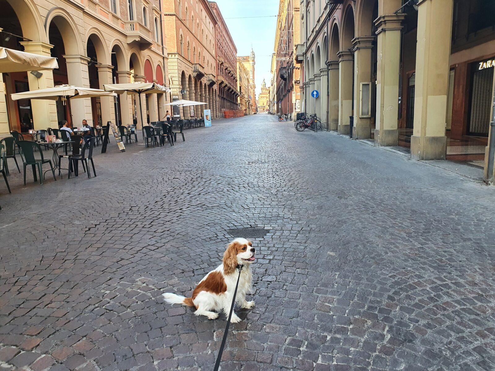 Dog Friendly Cafes Bologna