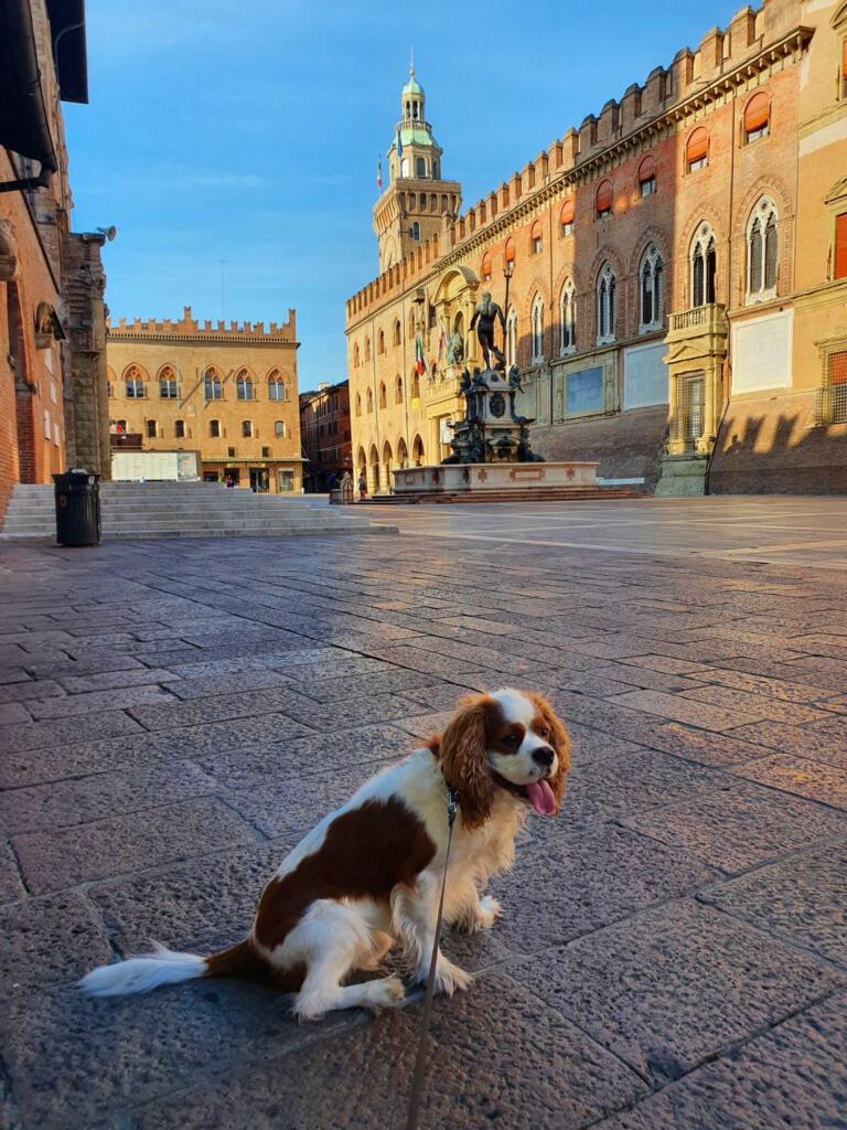 Dog Walk Bologna