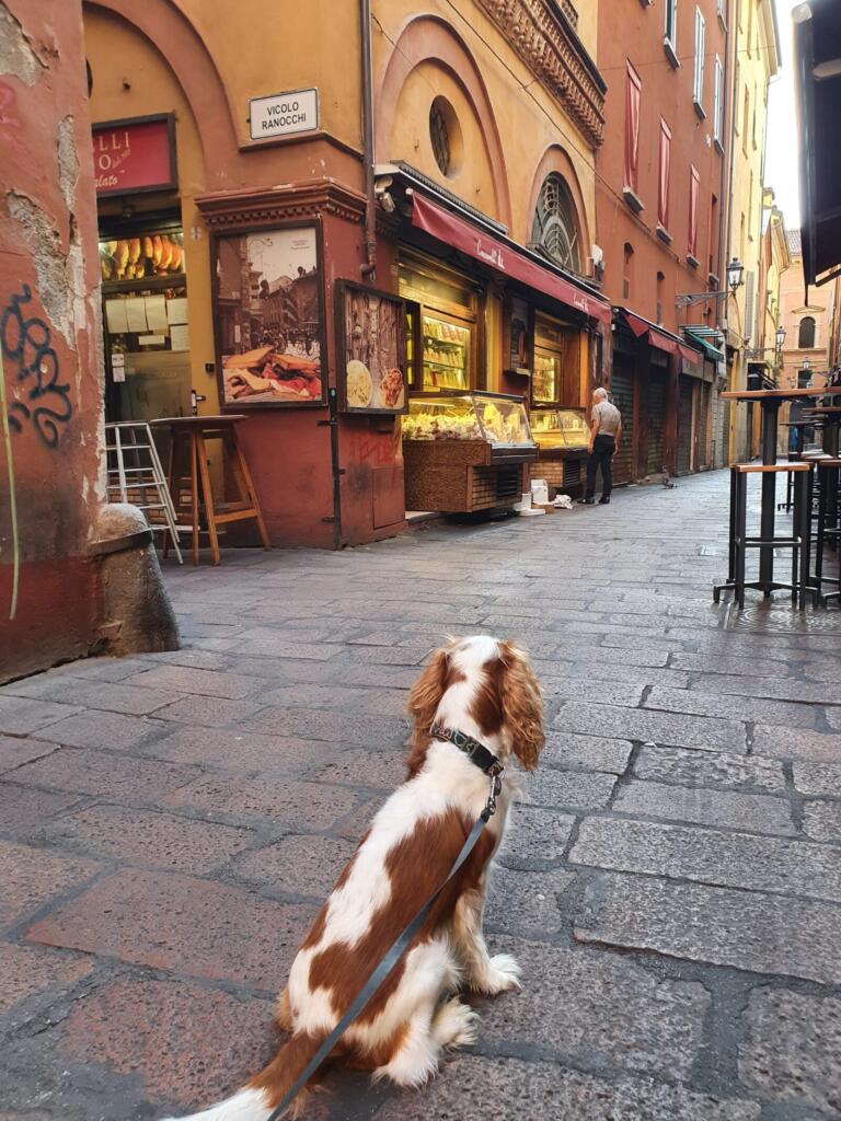 Food Shop Bologna