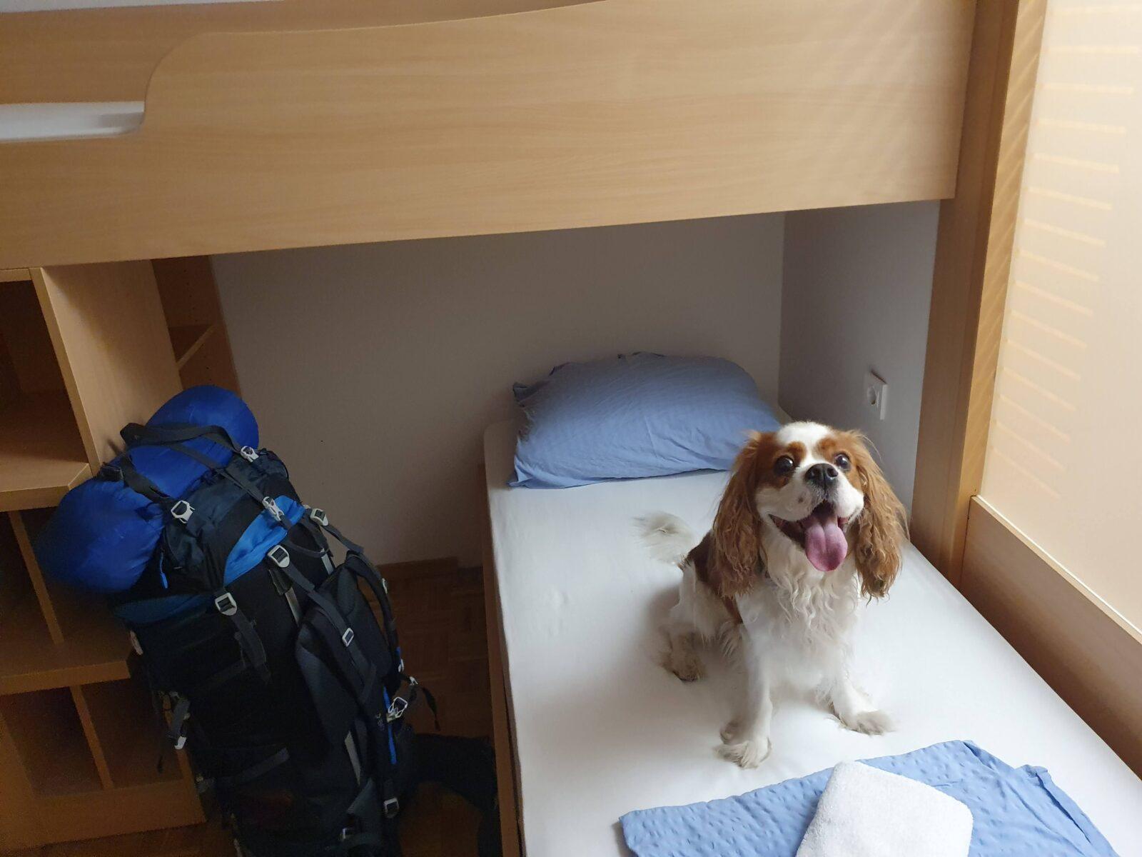 Hostel DIC Ljubljana - Dog Friendly