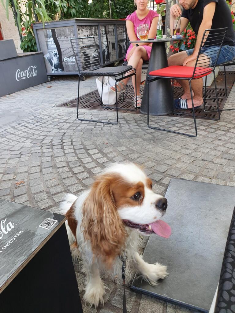 Kavarna Pločnik - Dog Friendly