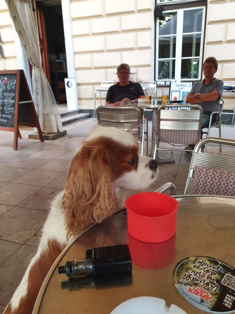 Kavarna SEM lounge bar dog