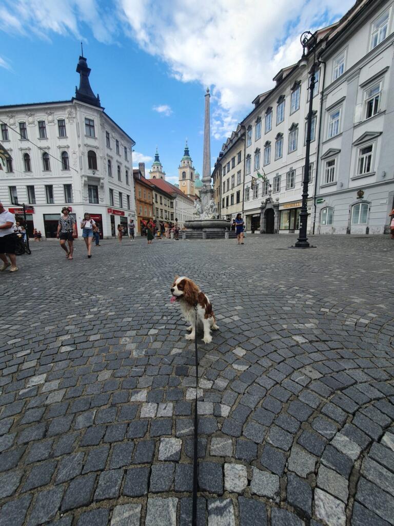 Mestni trg dog