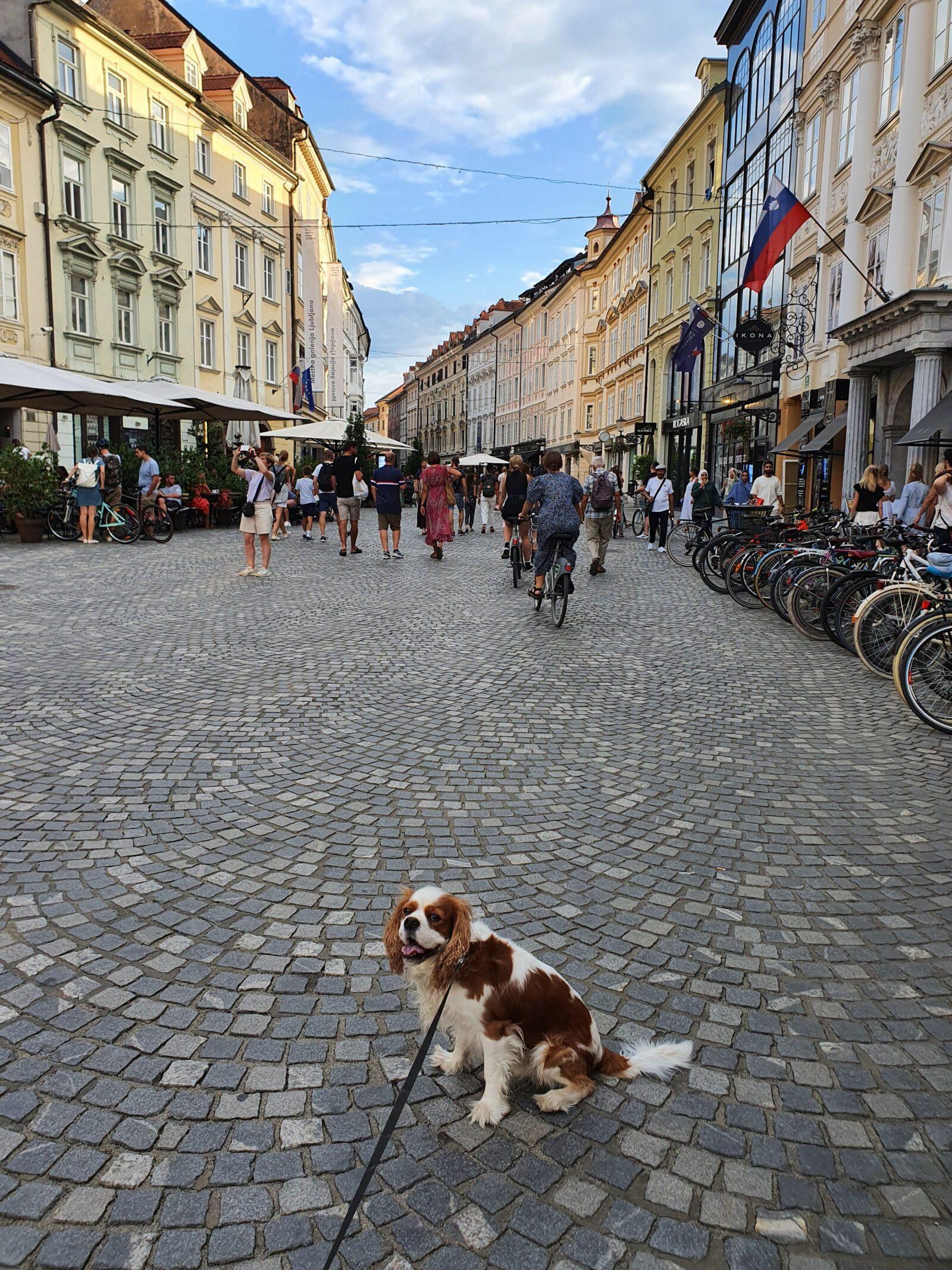 Mestni trg dog walk