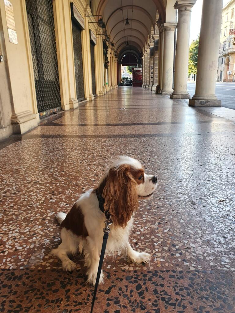 Pet Friendly Bologna
