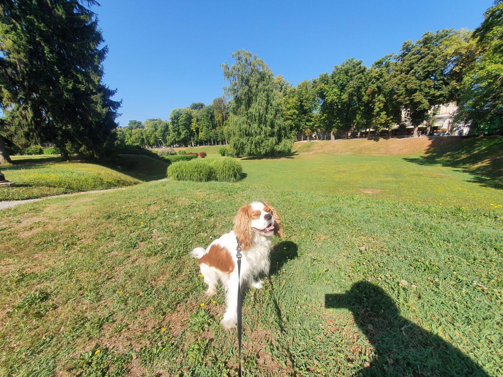 Promenada Dog Walk