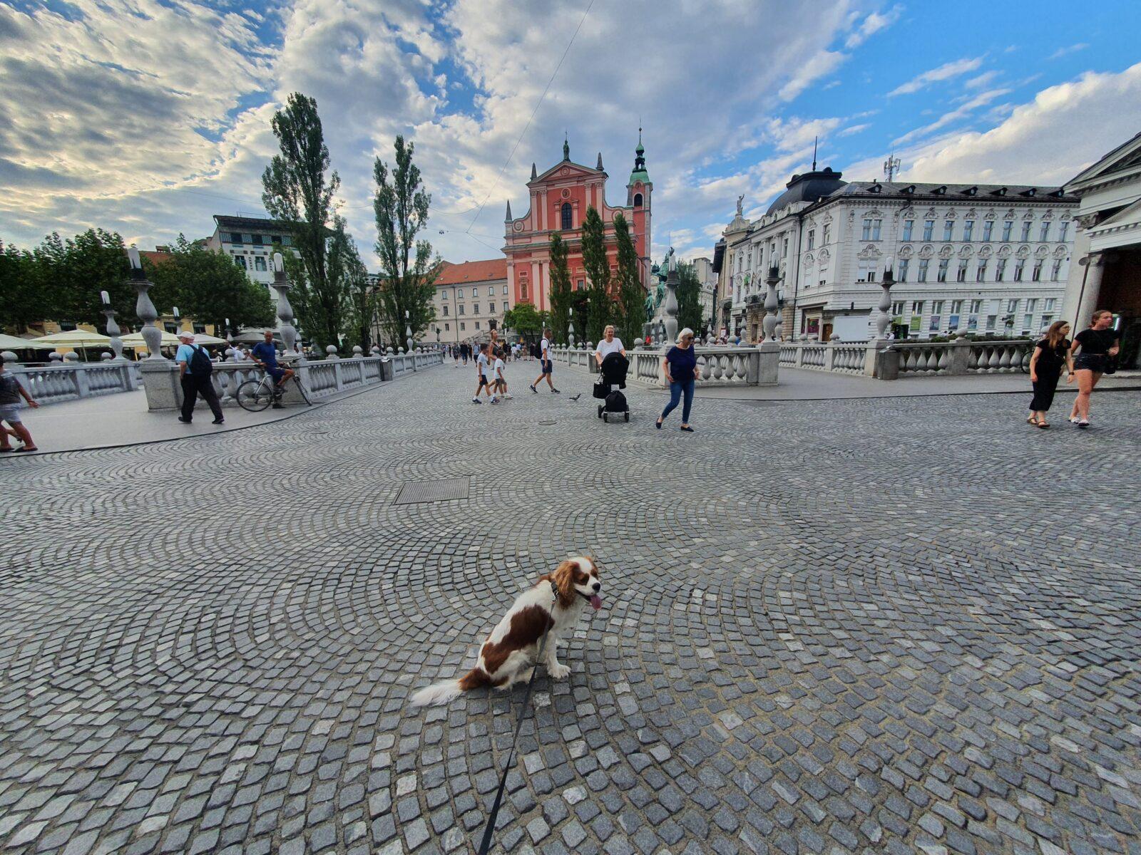Dog Friendly Ljubljana