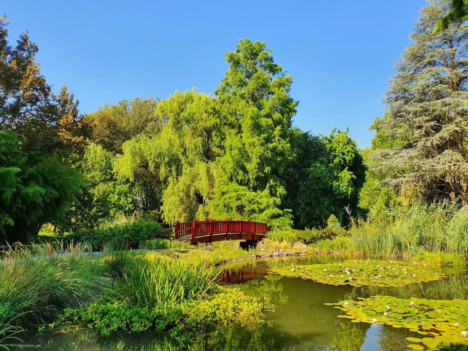 Botanical Garden Pond