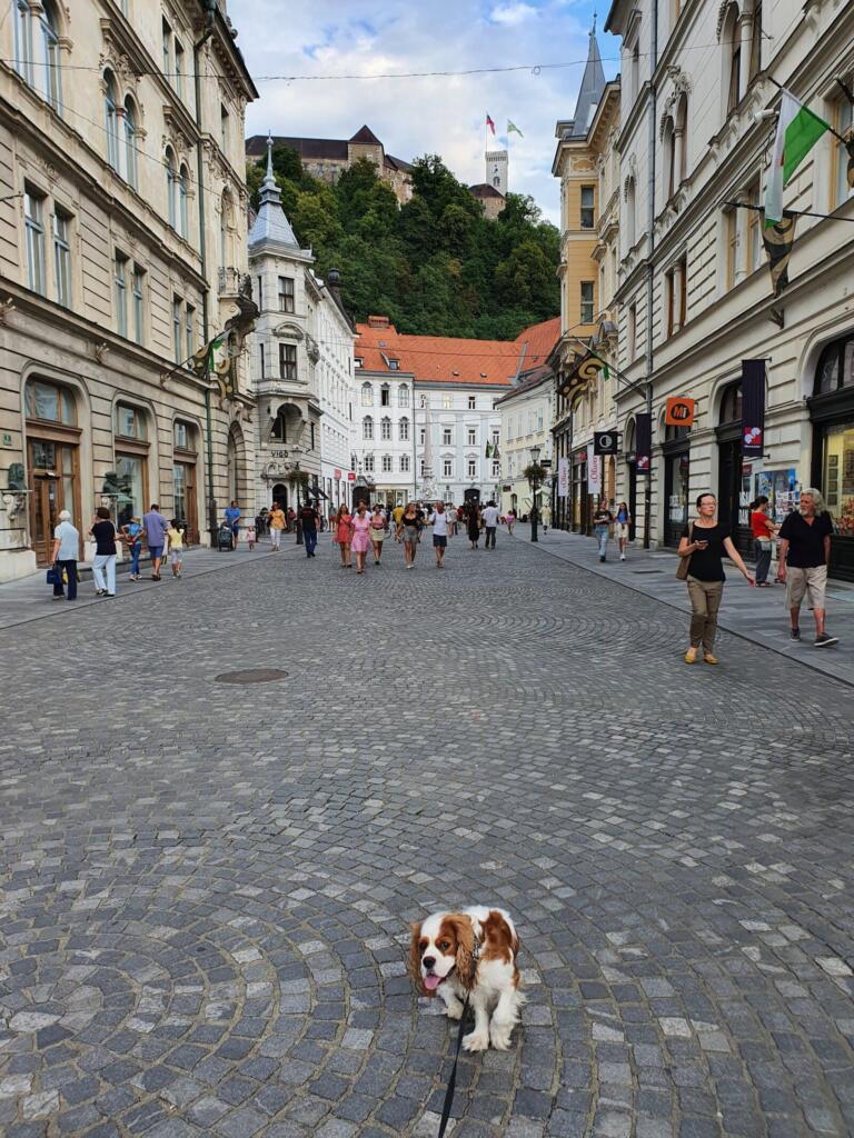 dog castle