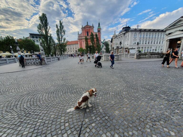 dog friendly slovenia