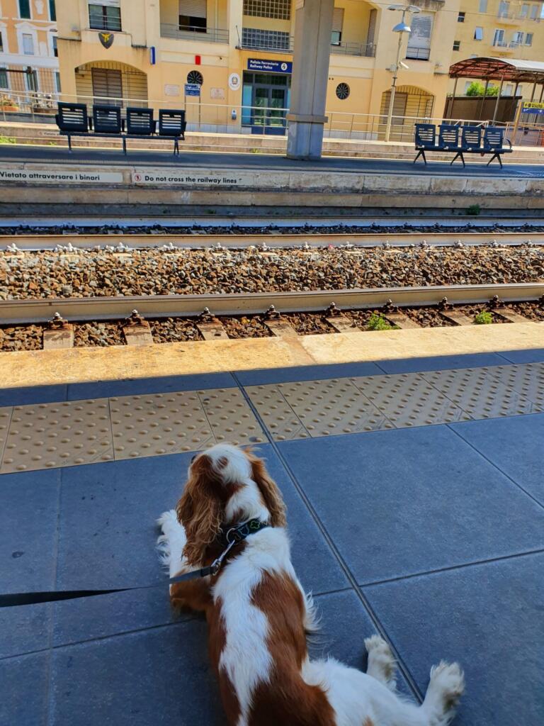 Interrail Dog