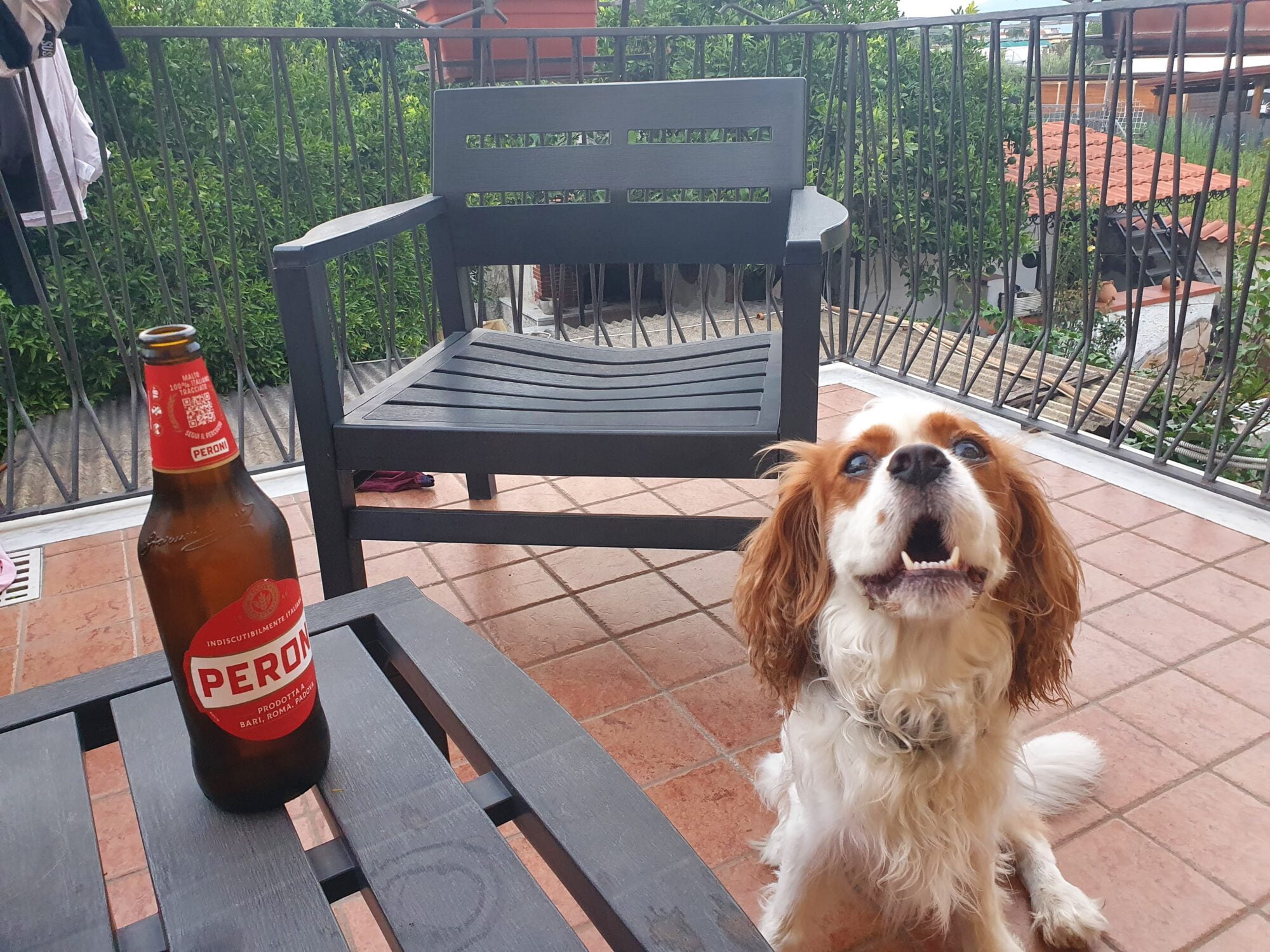 Dog Beer Italy