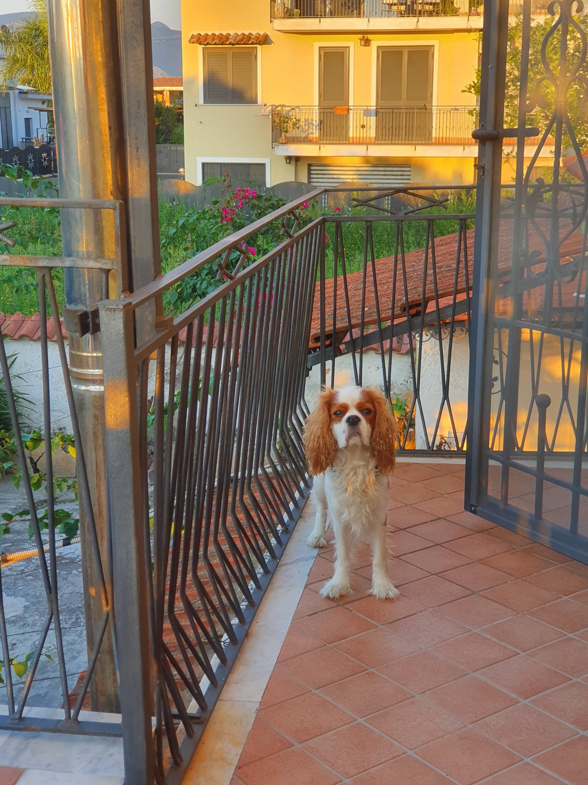 Dog Friendly Hotels Italy