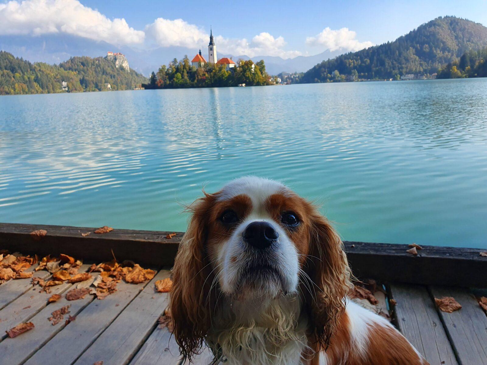 Dog Friendly Lake Bled