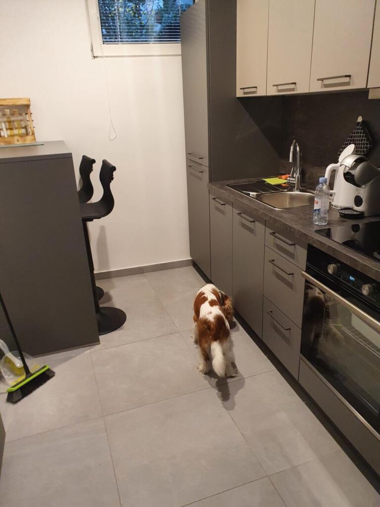Dog Friendly Places to Stay Lake Bled