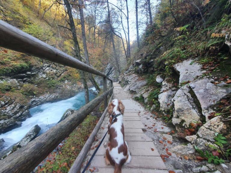 Dog Friendly Vintgar Gorge