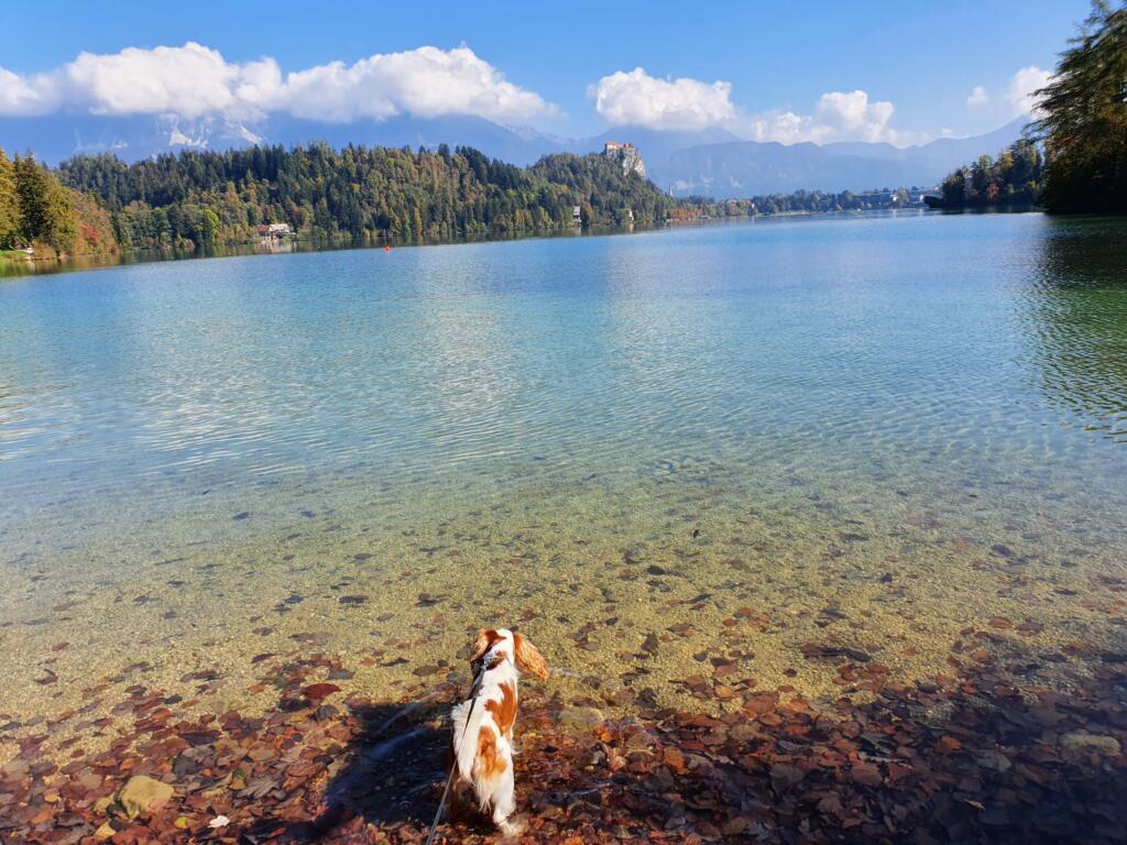 Dog Paddling