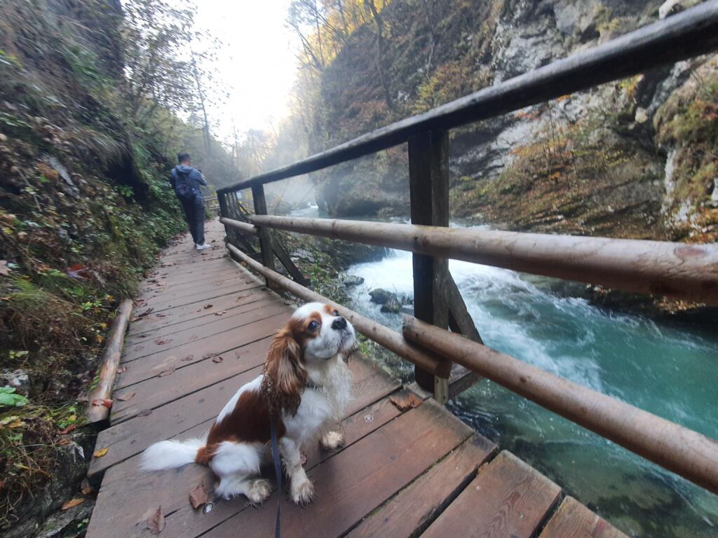 Dog Walk in Vintgar Gorge