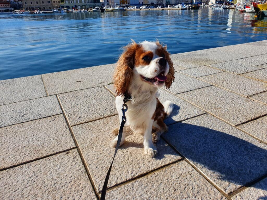 Dogs on Croatian Islands
