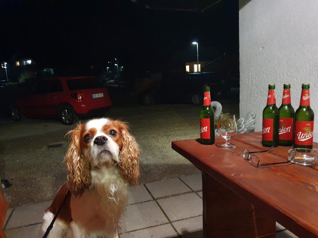 Pecs Dog Friendly