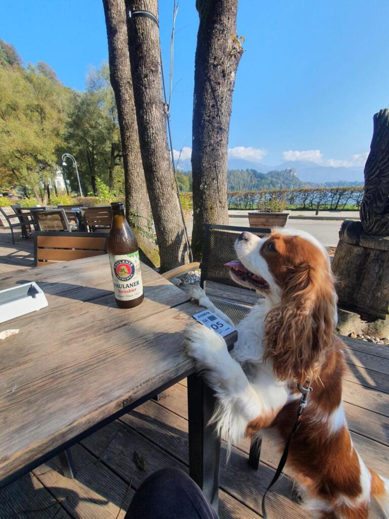 Restavracija Camping Bled Dog Friendly