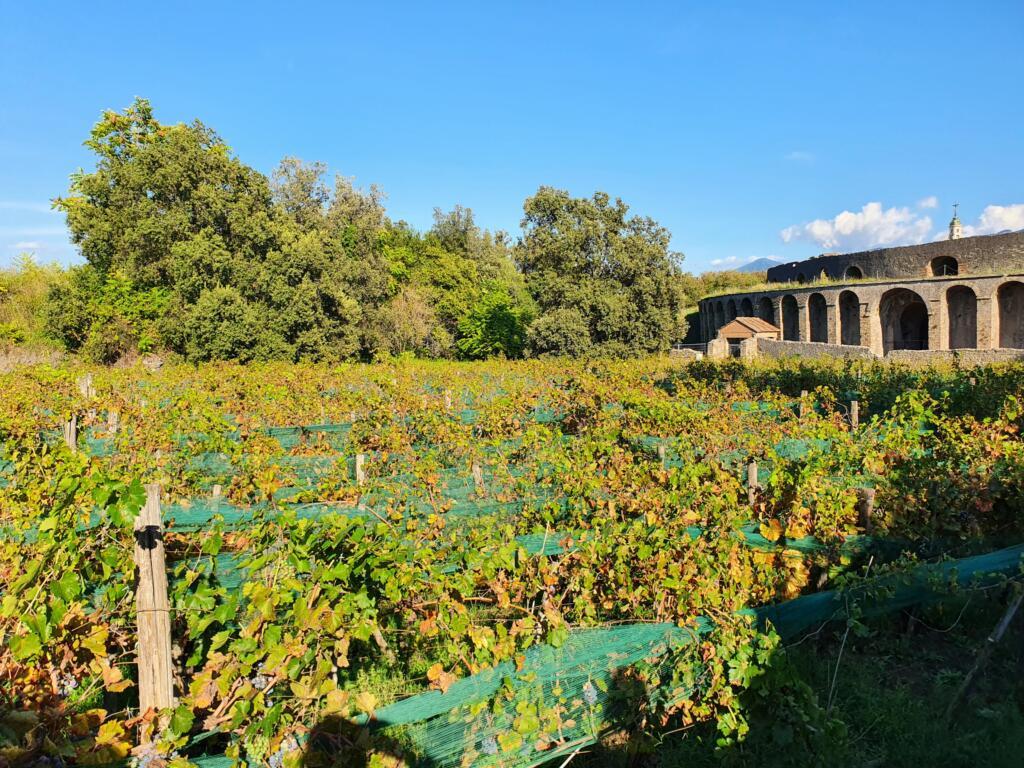Vineyard