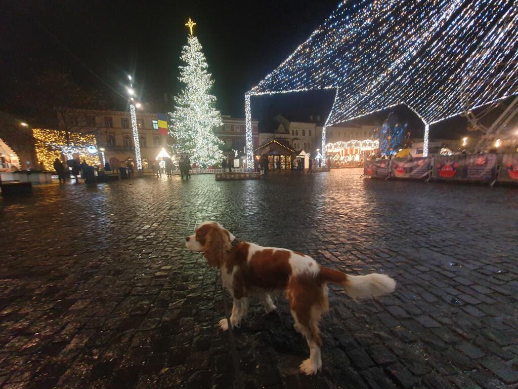 Dog Xmas Market