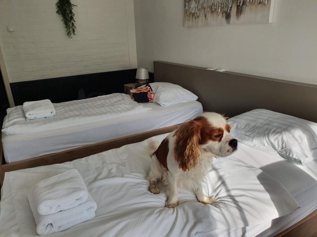 Hotel Faraon