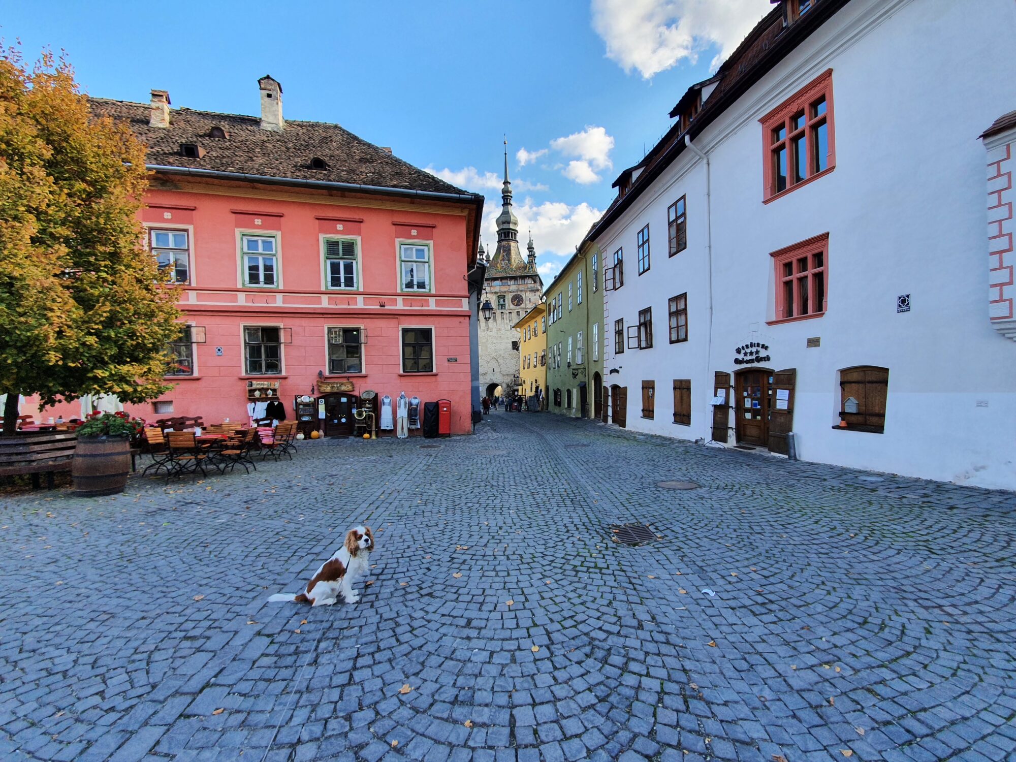 Best Bars & Restaurants in Sighisoara