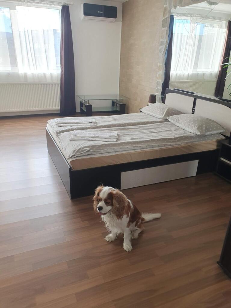 CSK Dog Friendly Place to Stay