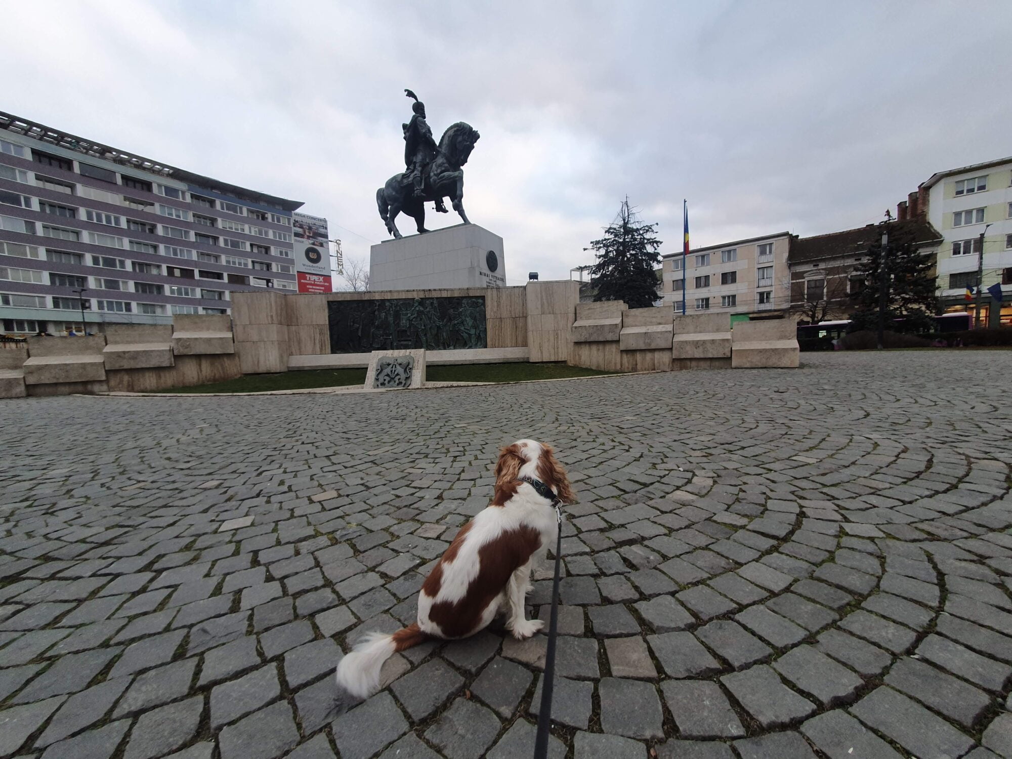 Dog Walk Cluj