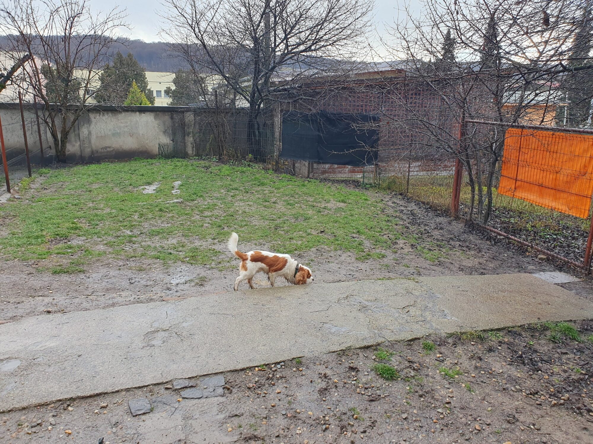 Kennels Cluj Napoca