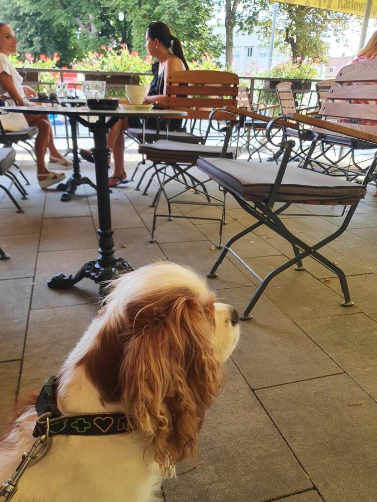 Papa's Bar Dog