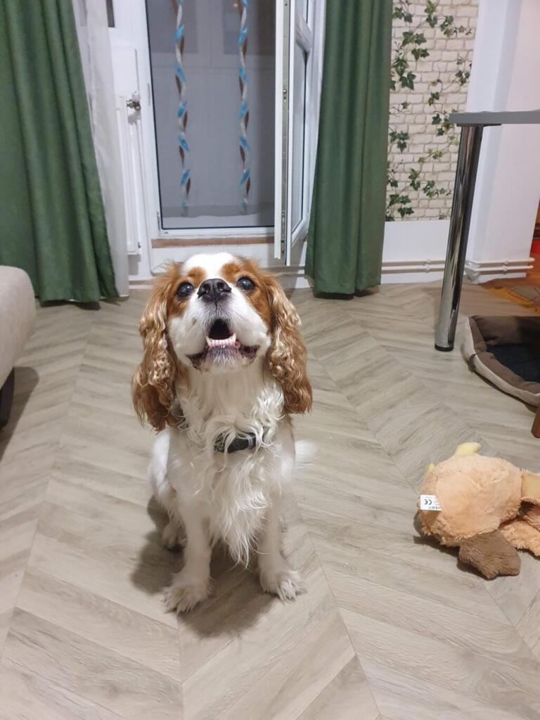 Pet Friendly Airbnb