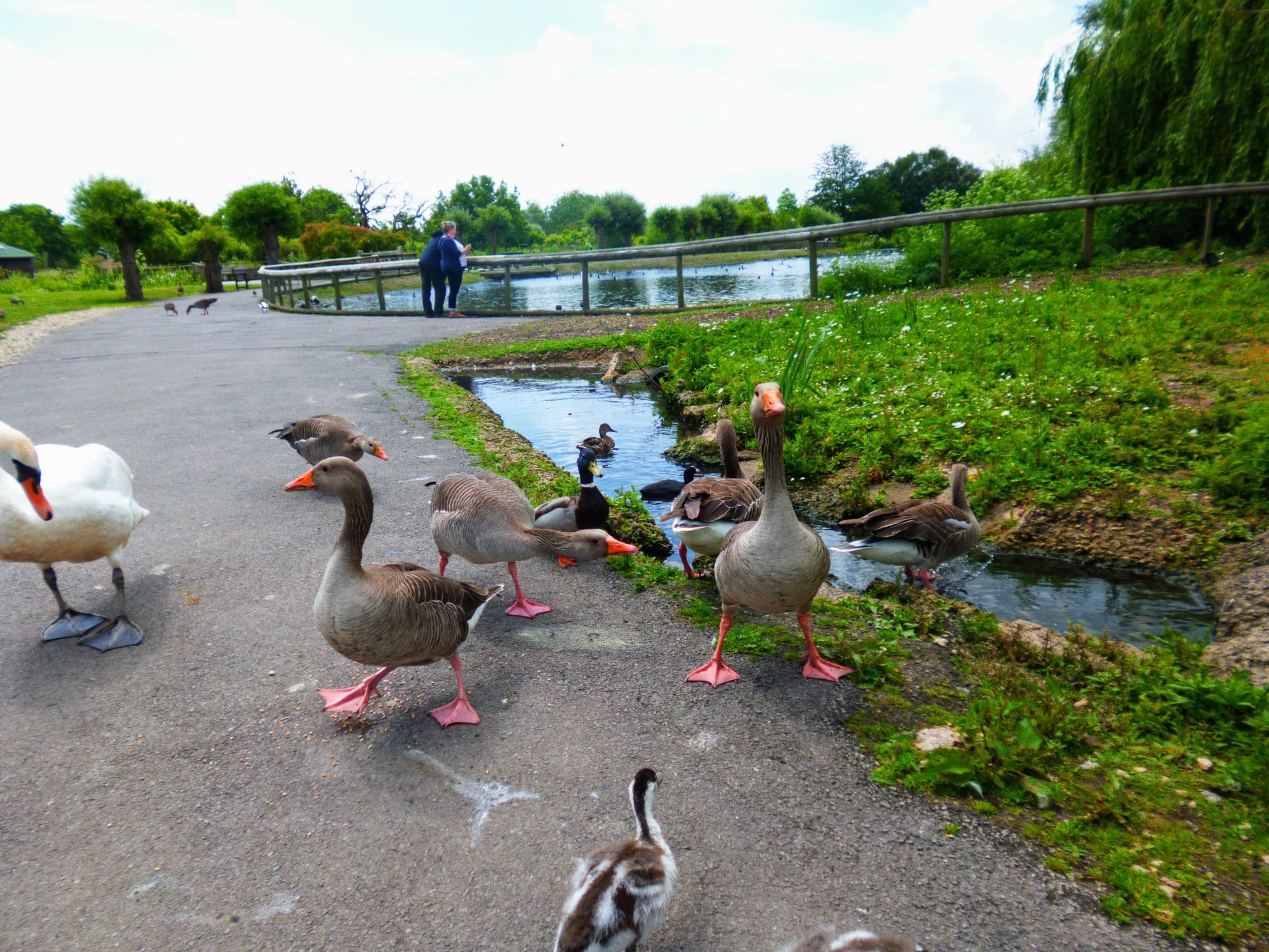 Slimbridge WWT