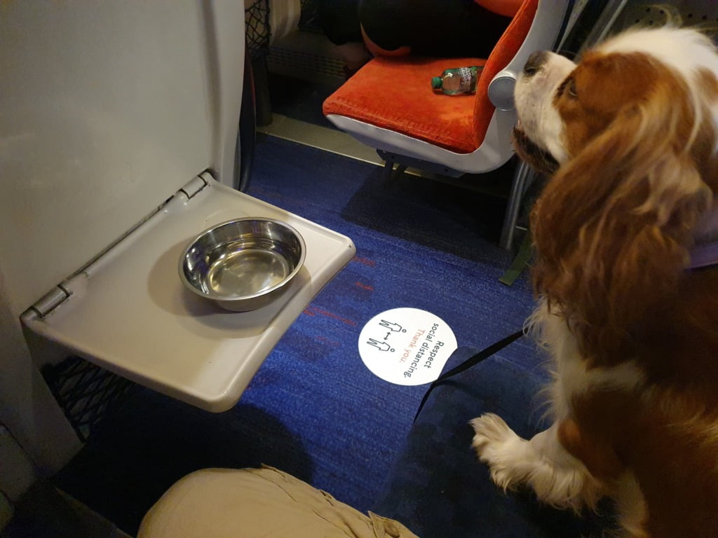 Travel With Dogs in London