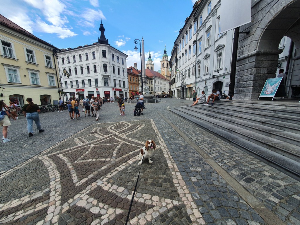 Dog Friendly