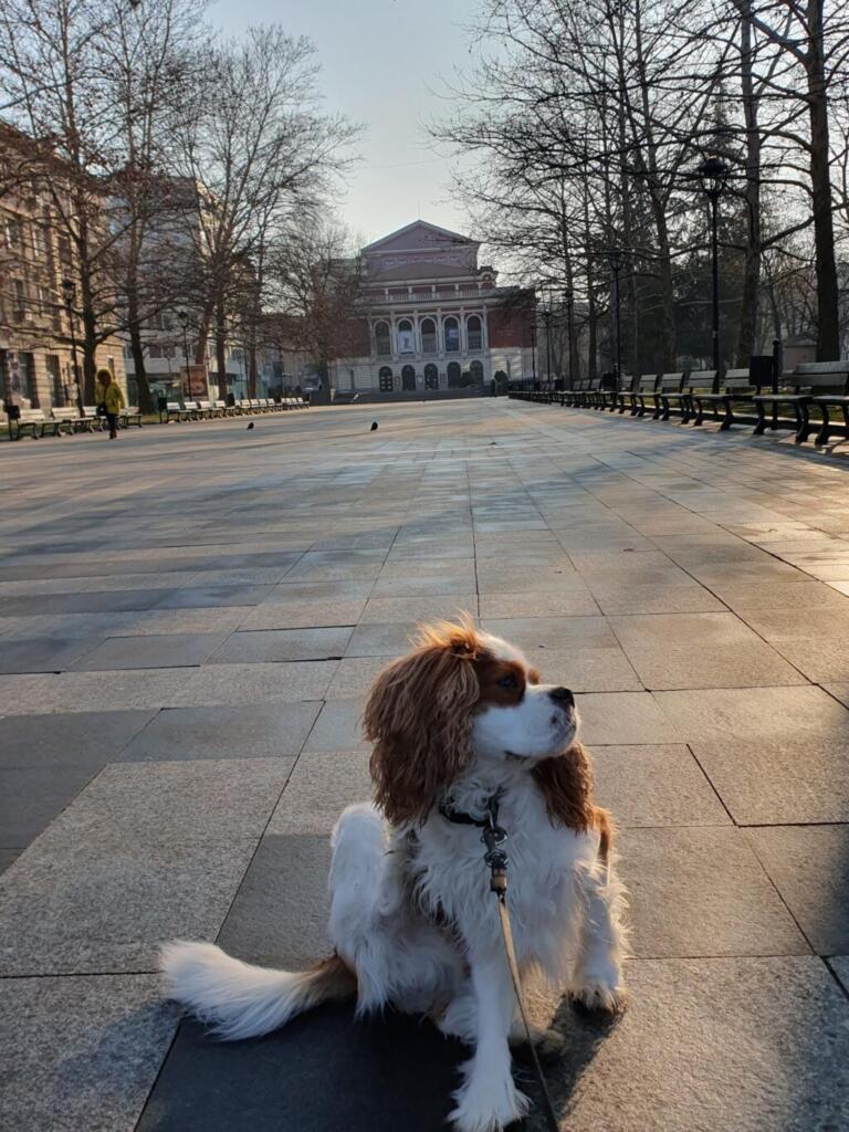 Dog Opera House