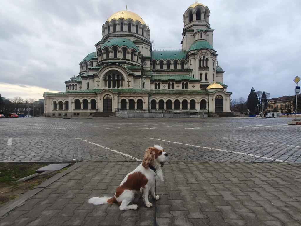 Dog in Sofia