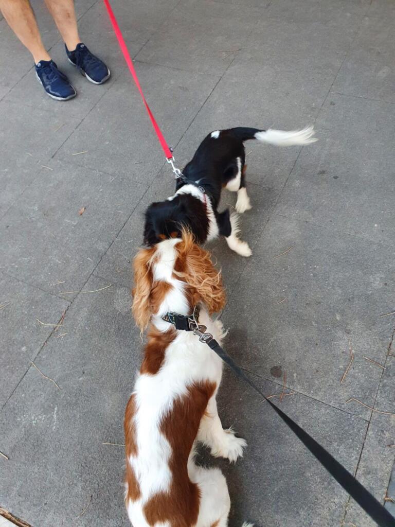 Dogs meeting in Rome