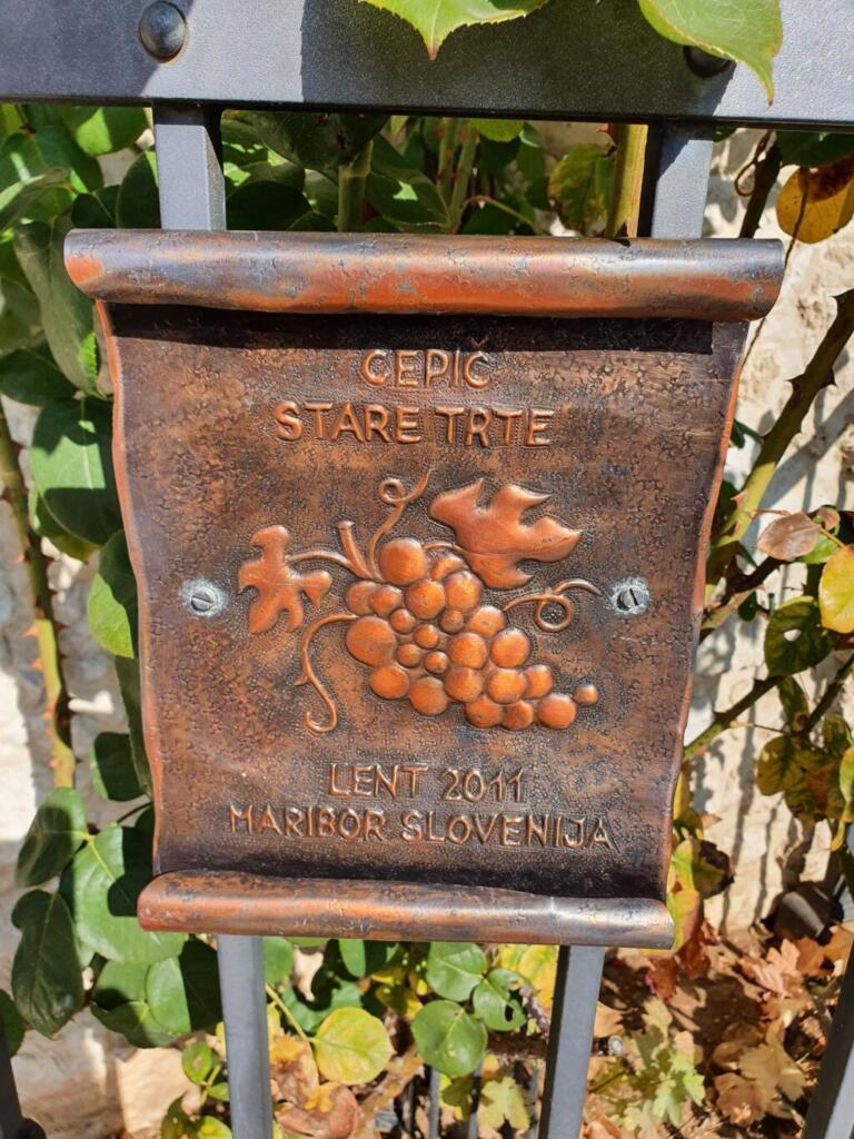Maribor Vine Plague