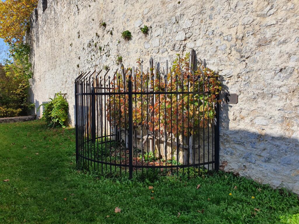 Old Vine Celje Castle