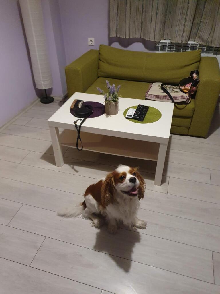 Peter Pan Guest House Dog Friendly
